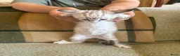 Bengal cats for sale: Exceptional Bengal Heritage Kittens in Llangammarch Wells - Advert 24