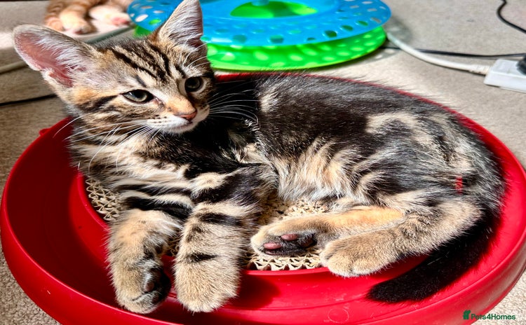 Mixed Breed cats - Advert 9