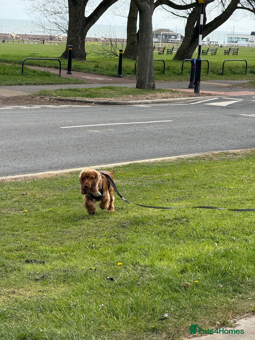 Cocker Spaniel dogs for sale: (Almost) 2 Year Old Cocker Spaniel Boy 🩵 - Advert 10