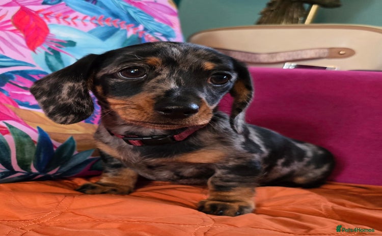 Miniature Dachshund dogs - Advert 1