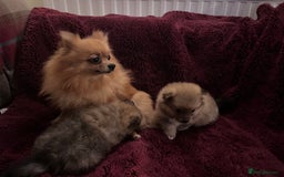 Pomeranian dogs for sale: 2 beautiful Pomeranian Puppy’s  - Image 10