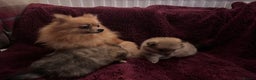Pomeranian dogs for sale: 2 beautiful Pomeranian Puppy’s  - Advert 4
