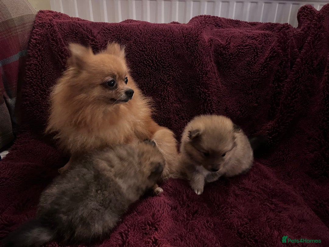 Pomeranian dogs for sale: 2 beautiful Pomeranian Puppy’s  - Image 10