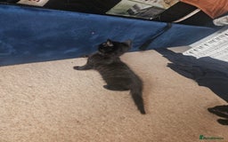 Mixed Breed cats for sale: Black Short Hair Kitten - female - Image 10
