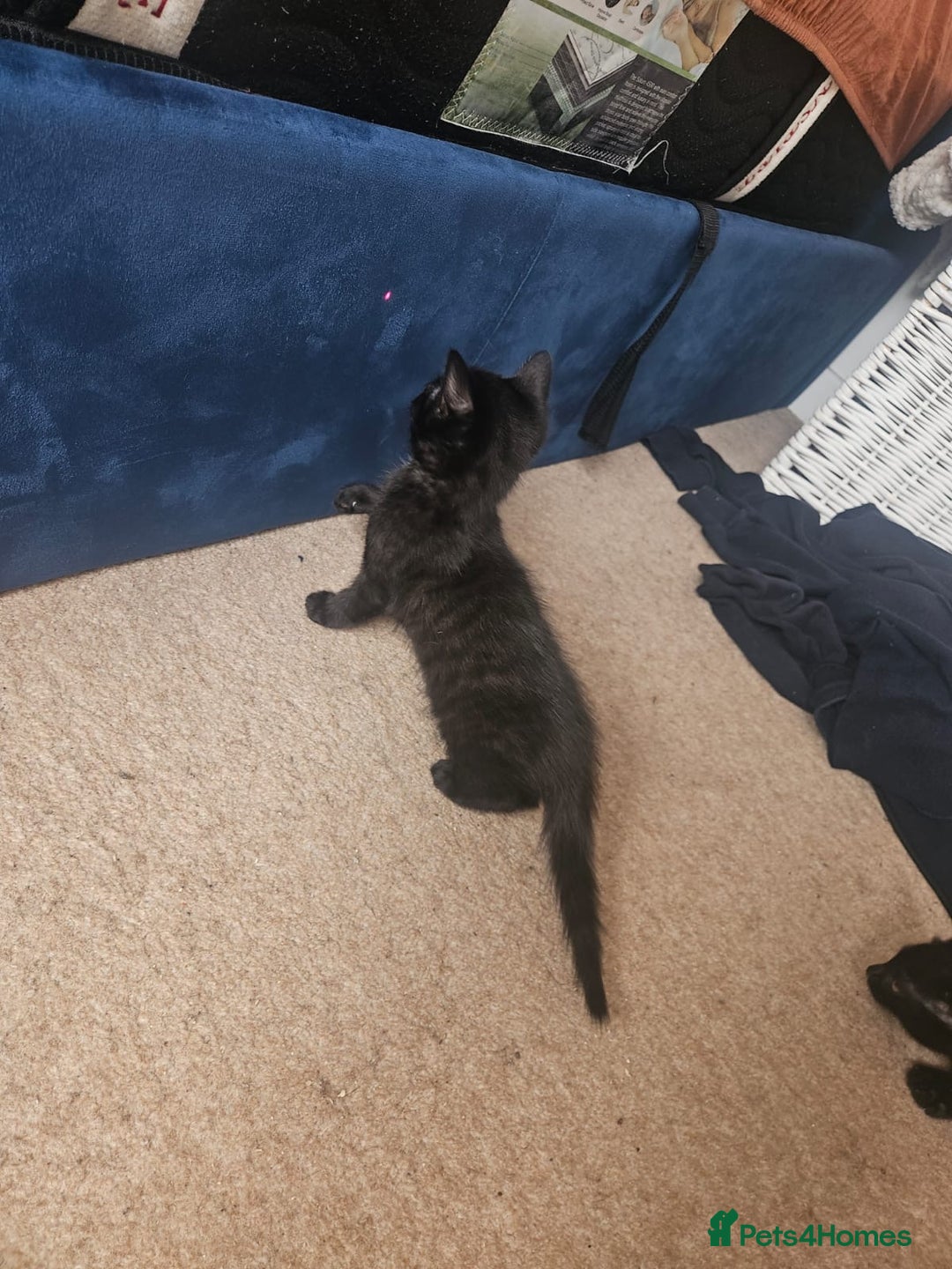 Mixed Breed cats for sale: Black Short Hair Kitten - female - Image 10