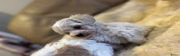 Maltipoo dogs for sale: Stunning little Maltipoo puppies  - Advert 4