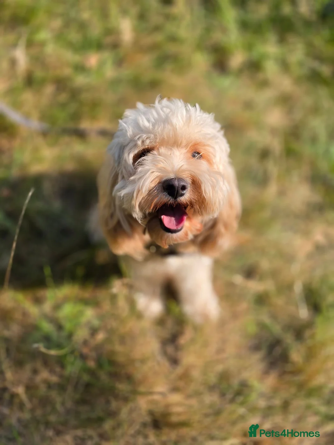 Cavapoo dogs for sale: F1B toy cavapoos - Advert 1