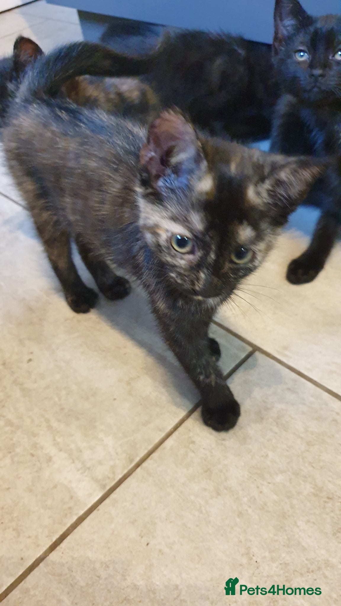 Mixed Breed cats for sale: 4 female kittens  - Advert 12