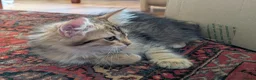Siberian cats for sale: Siberian tortie tabby girl, GCCF registered  - Advert 6