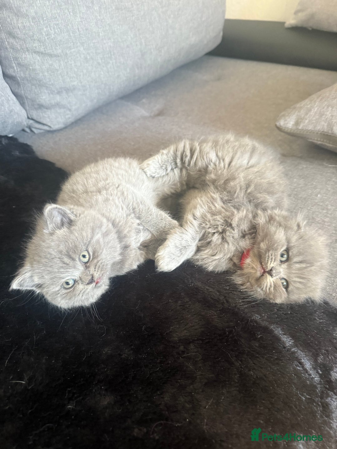 Scottish Fold cats for sale: Scottish fold kittens  - Advert 6