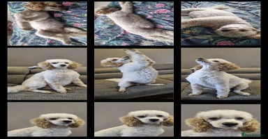 Miniature Poodle dogs KC registered Miniature Poodles  - Advert 5