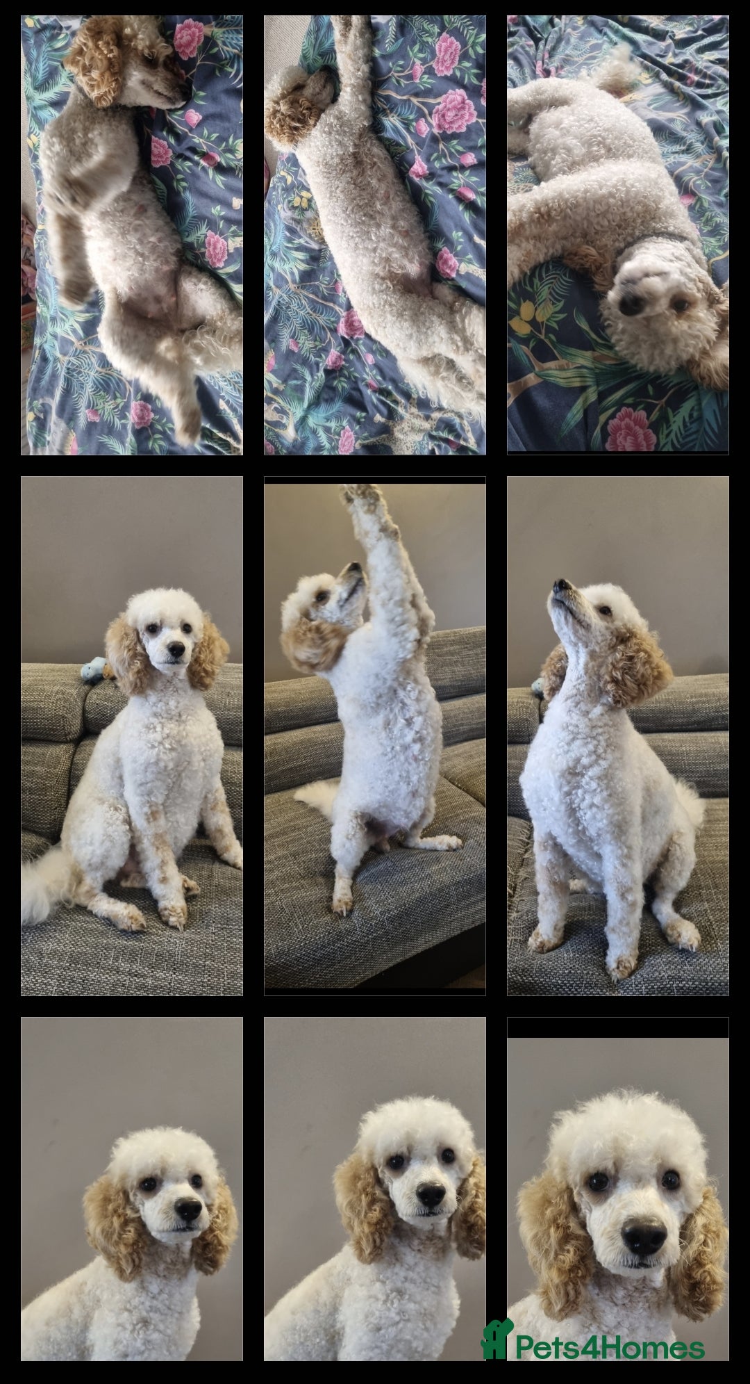 Miniature Poodle dogs for sale: Championline Miniature Poodle exceptional puppy. - Advert 5