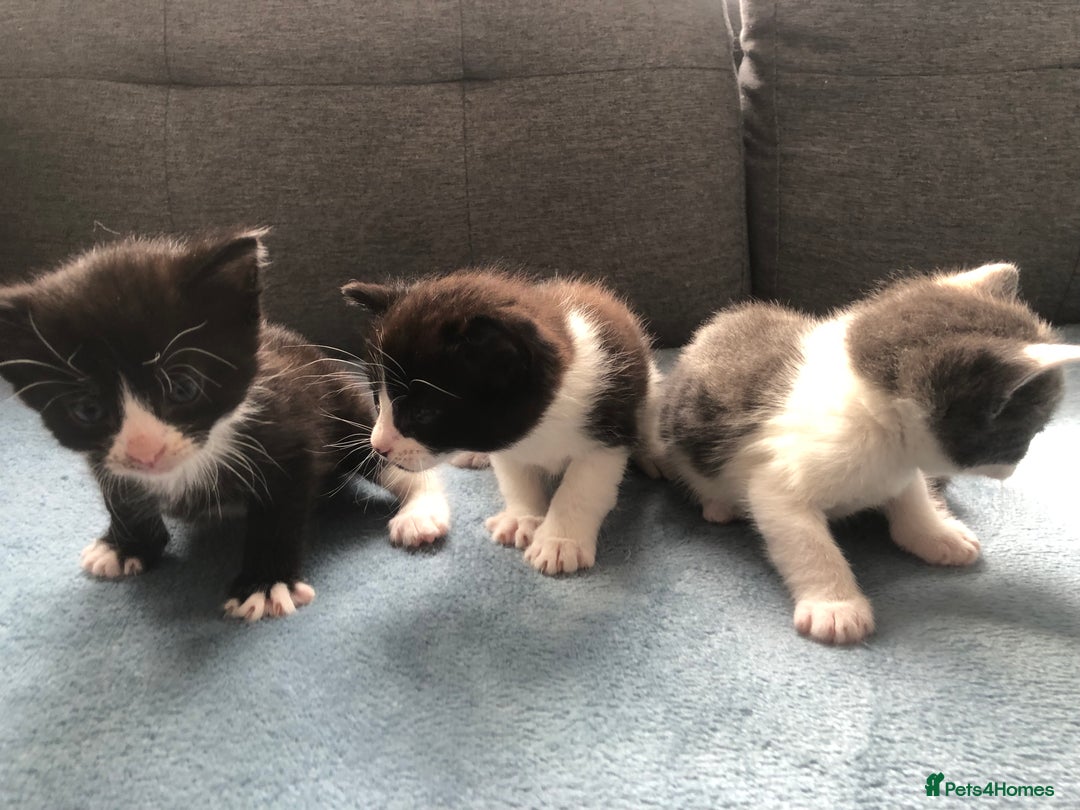 Mixed Breed cats for sale: 5 kittens for sale - Advert 14