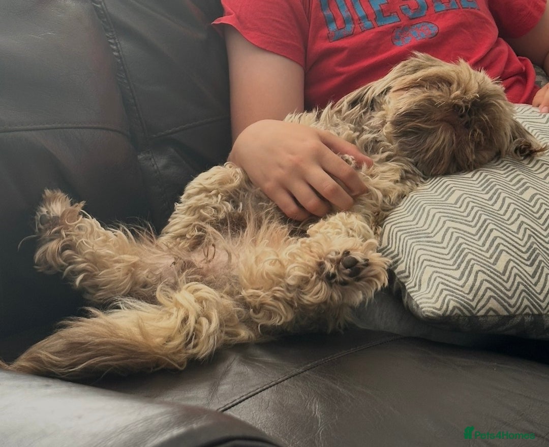 Shih Tzu dogs for sale: Shih Tzu Girl - Advert 4