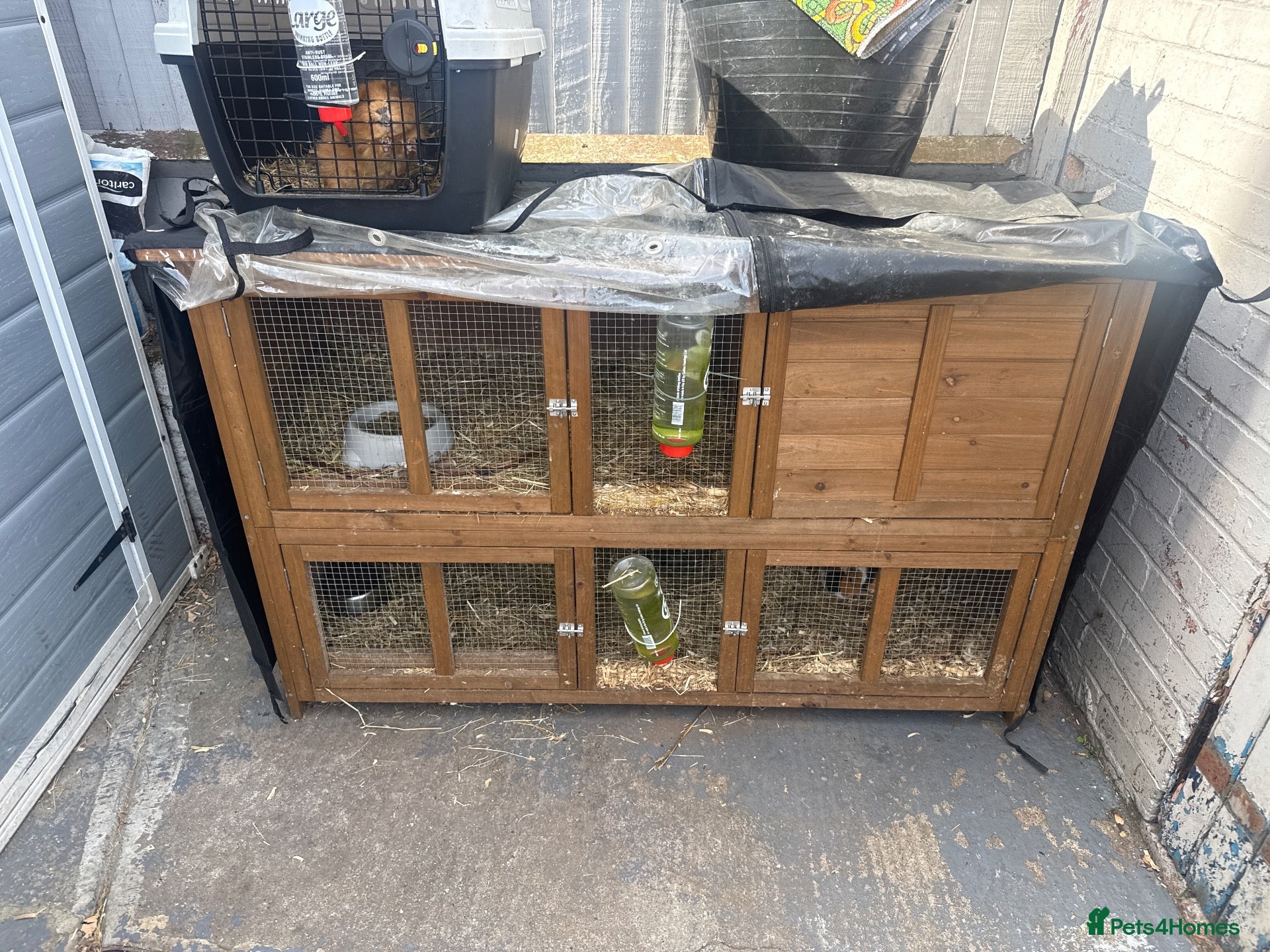 Guinea Pig rodents Guinea pig for sale two female and hutch  - Advert 13