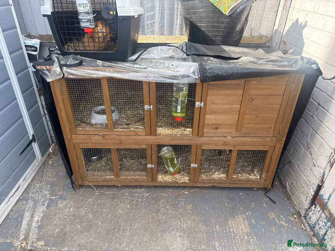 Guinea Pig rodents for sale: Guinea pig for sale two female and hutch  - Advert 1