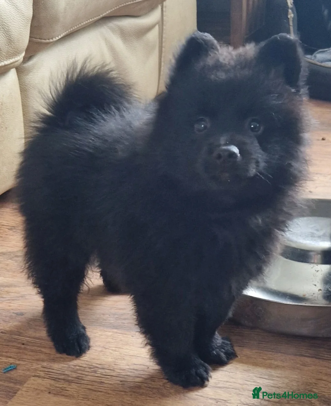 German Spitz dogs for sale: stunning black pups - Advert 5