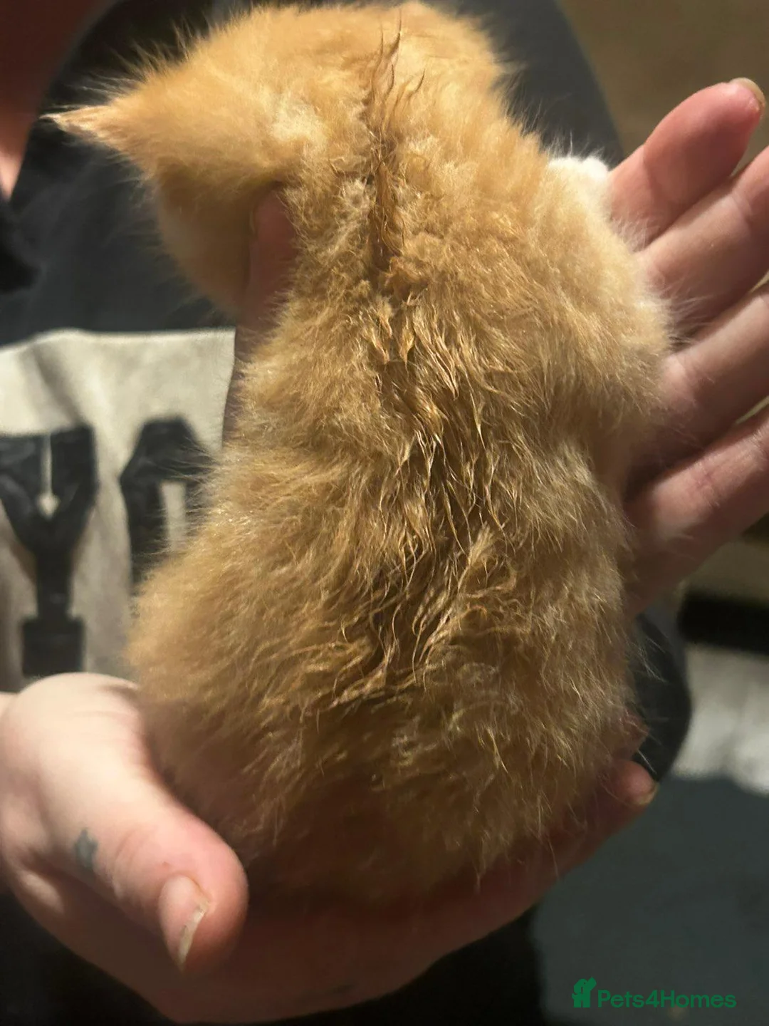 Maine Coon cats for sale: Maine coon x British shorthair kittens - Advert 2