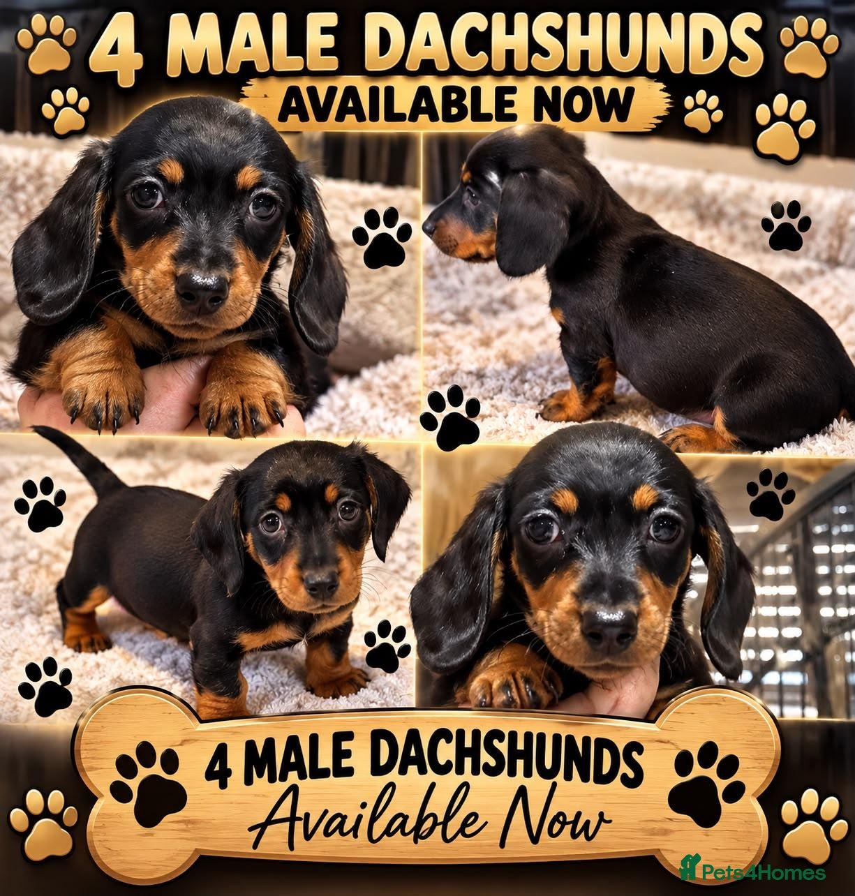 Dachshund dogs Dachshunds for sale ready to leave now  - Advert 3