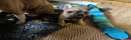 French Bulldog dogs for sale: Frenchbull dog - Advert 8