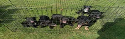 Australian Kelpie dogs for sale: Kelpie X collie puppies in Buxton - Advert 9