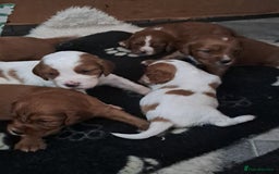 Cockalier dogs for sale: Cockerliers  health tested parents  - Image 1