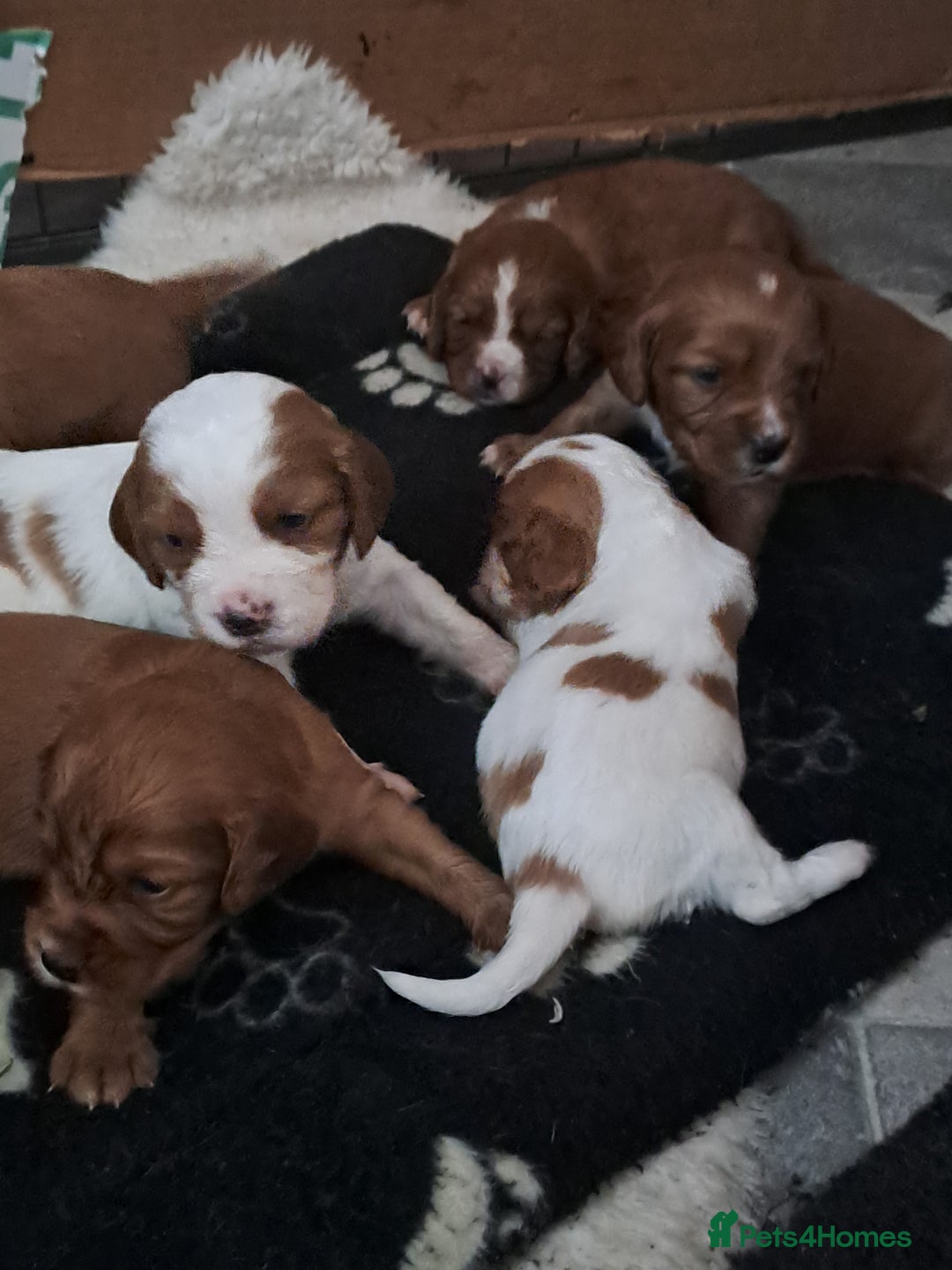 Cockalier dogs for sale: Cockerliers  health tested parents  - Image 1