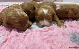 Cavapoo dogs for sale: Beautiful Health Tested F1 Cavapoos 🐶 - Image 5