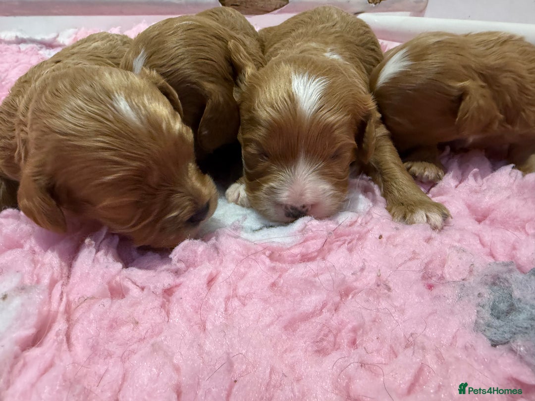 Cavapoo dogs for sale: Beautiful Health Tested F1 Cavapoos 🐶 - Image 5
