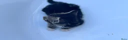 Domestic Shorthair cats for sale: Kitten domestic shorthair, tabby pattern  - Advert 18
