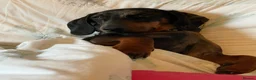 Dachshund dogs for sale: Stunning Male Pedigree Daschund - Advert 4
