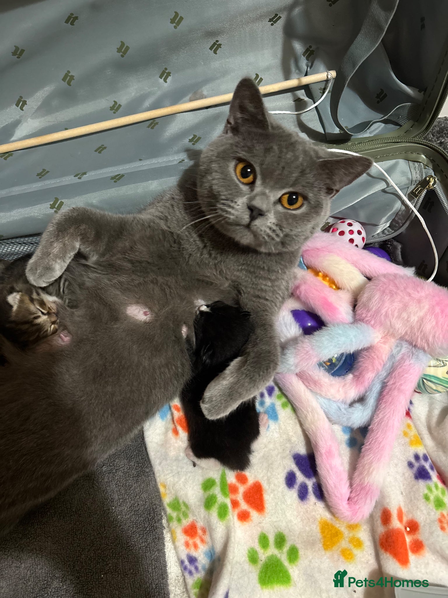 Mixed Breed cats Half BSH half tabby kittens - Advert 2