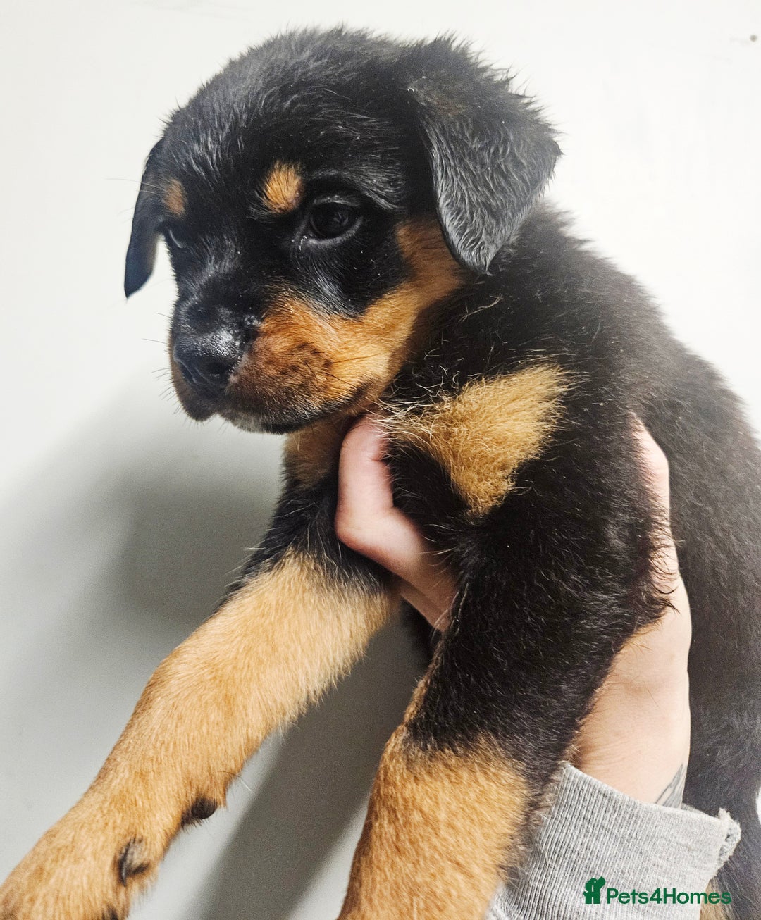 Rottweiler dogs for sale: READY NOW- Beautiful Rottweiler Puppies - Image 14