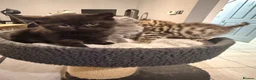 British Shorthair cats for sale: THREE BRITISH SHORTHAIR KITTENS  - Advert 1