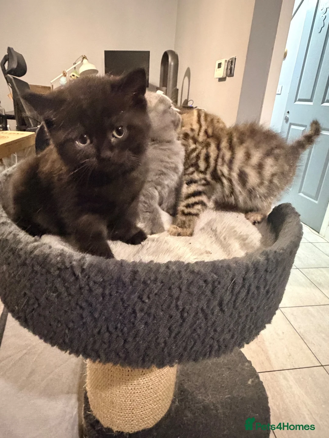 British Shorthair cats for sale: THREE BRITISH SHORTHAIR KITTENS  - Advert 1