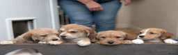 Mixed Breed dogs for sale: Beagle cross shih tzu  in Buckley - Advert 5