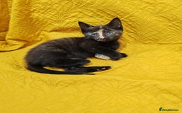 Mixed Breed cats for sale: Beautiful kittens VIDEOS - Image 9