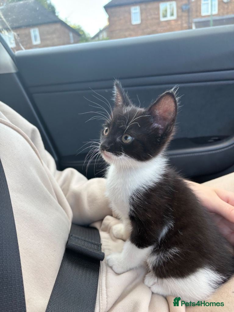Mixed Breed cats kitten - Advert 1