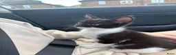 Mixed Breed cats for sale: kitten in Nottingham - Advert 1