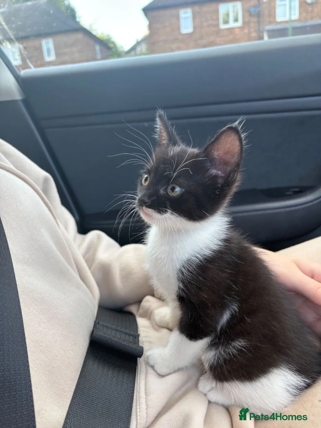 Mixed Breed cats for sale: kitten in Nottingham - Advert 1