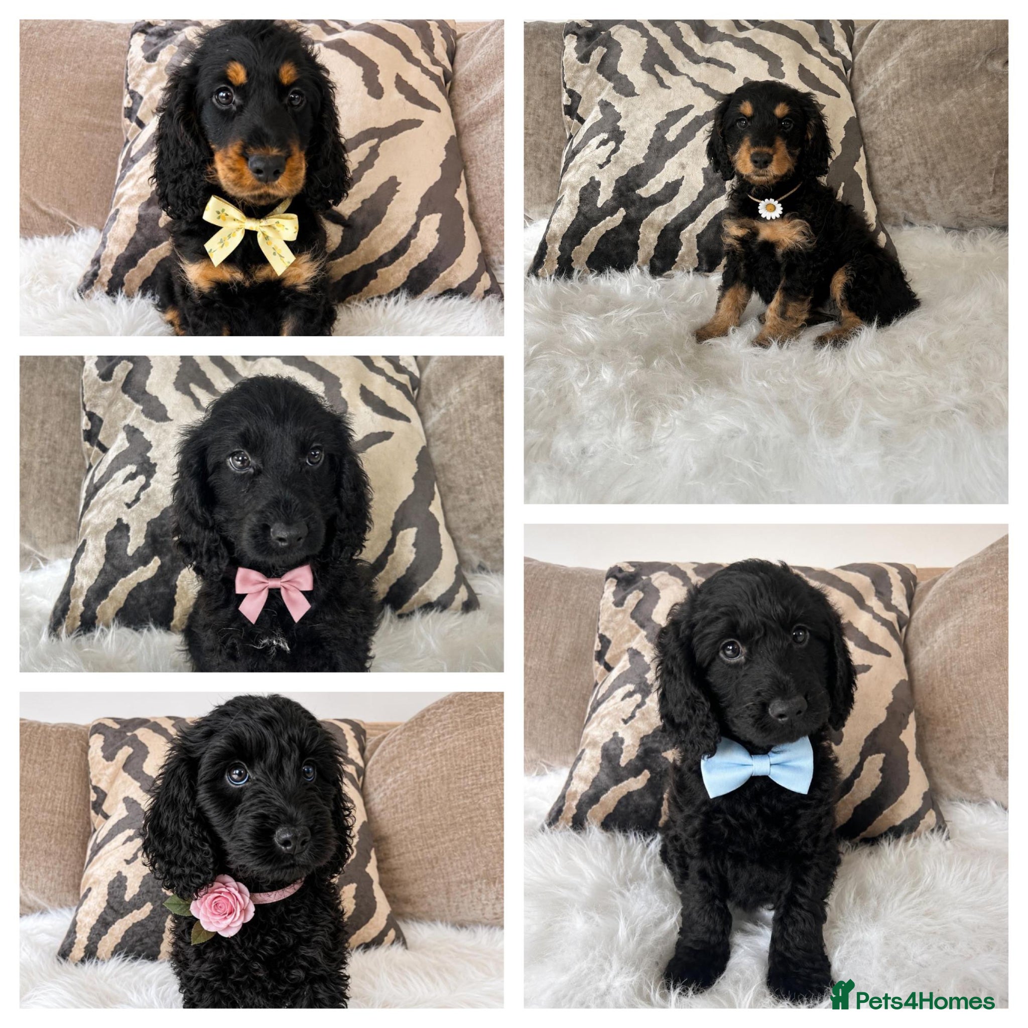 Cockapoo dogs F1 cockapoo puppies  - Advert 3