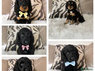 Cockapoo dogs F1 cockapoo puppies - Advert 3