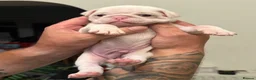 Pug dogs for sale: Stunning litter of 4 Prestige KC reg Pink Pug Pups - Advert 18