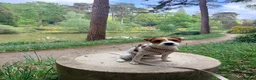 Parson Russell dogs for stud: KC Registered Parson Russell Terrier Stud - Advert 5