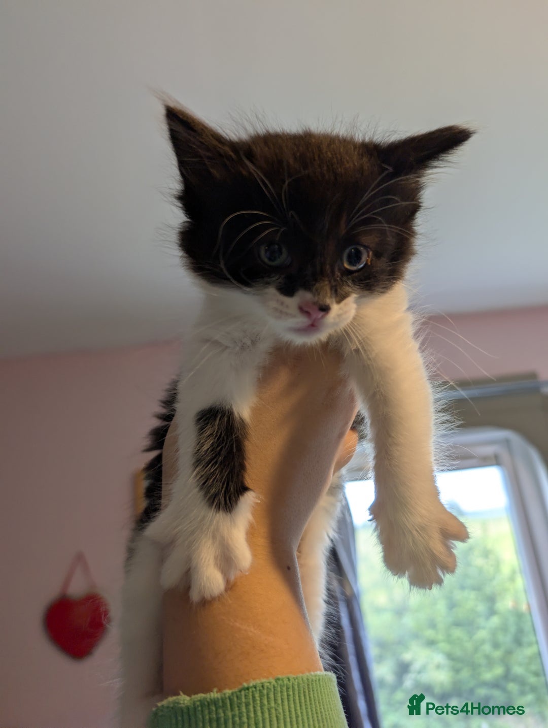 Mixed Breed cats for sale: One male two female long haired kittens - Image 4