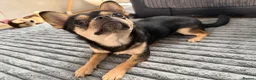 Mixed Breed dogs for sale: Dottie 10 months  - Advert 3