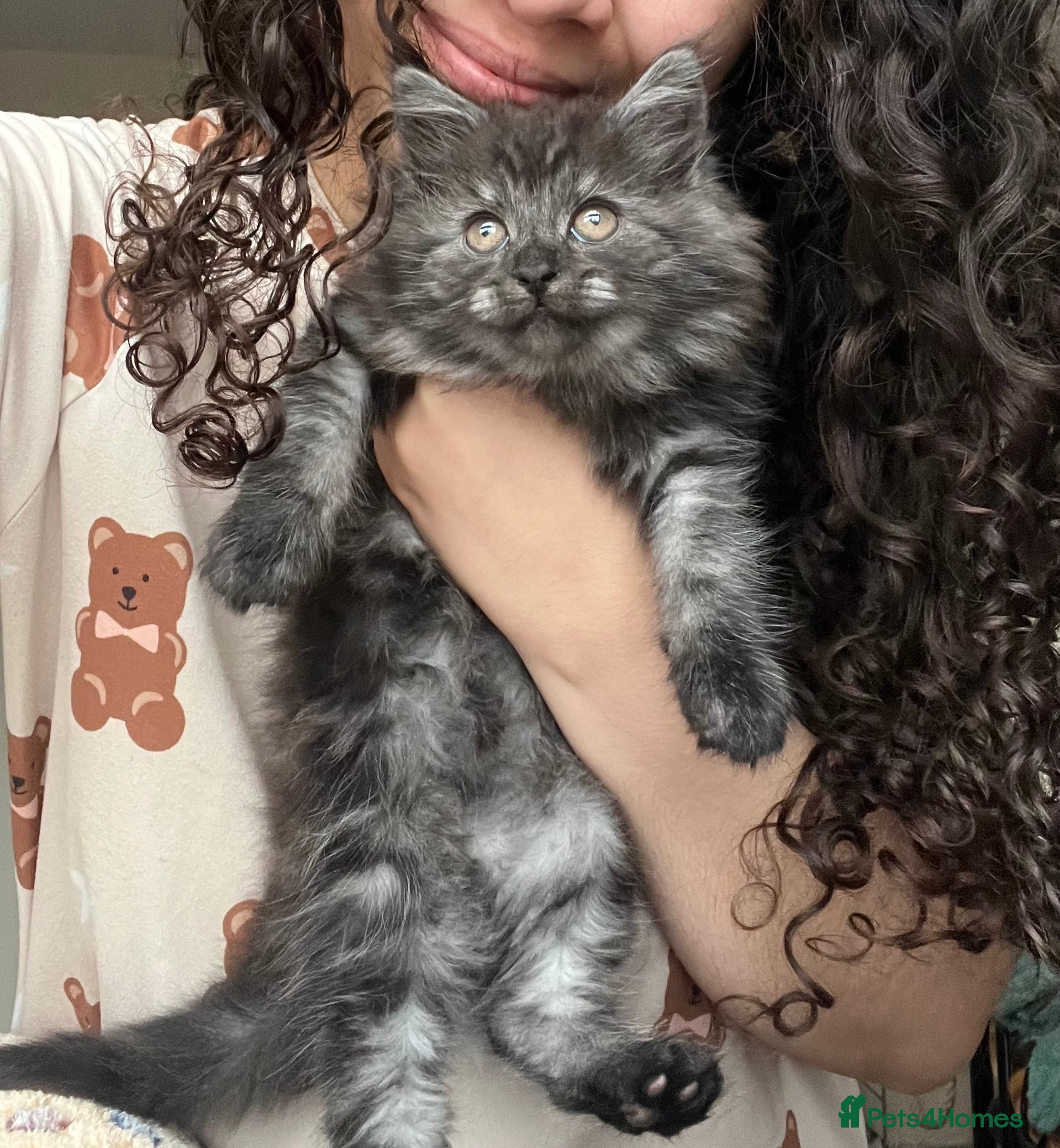 Mixed Breed cats for sale: 1 male Siberian Kittens for sale.  - Advert 3