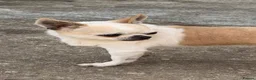 Chihuahua dogs for sale: Ben the chihuahua  - Advert 3