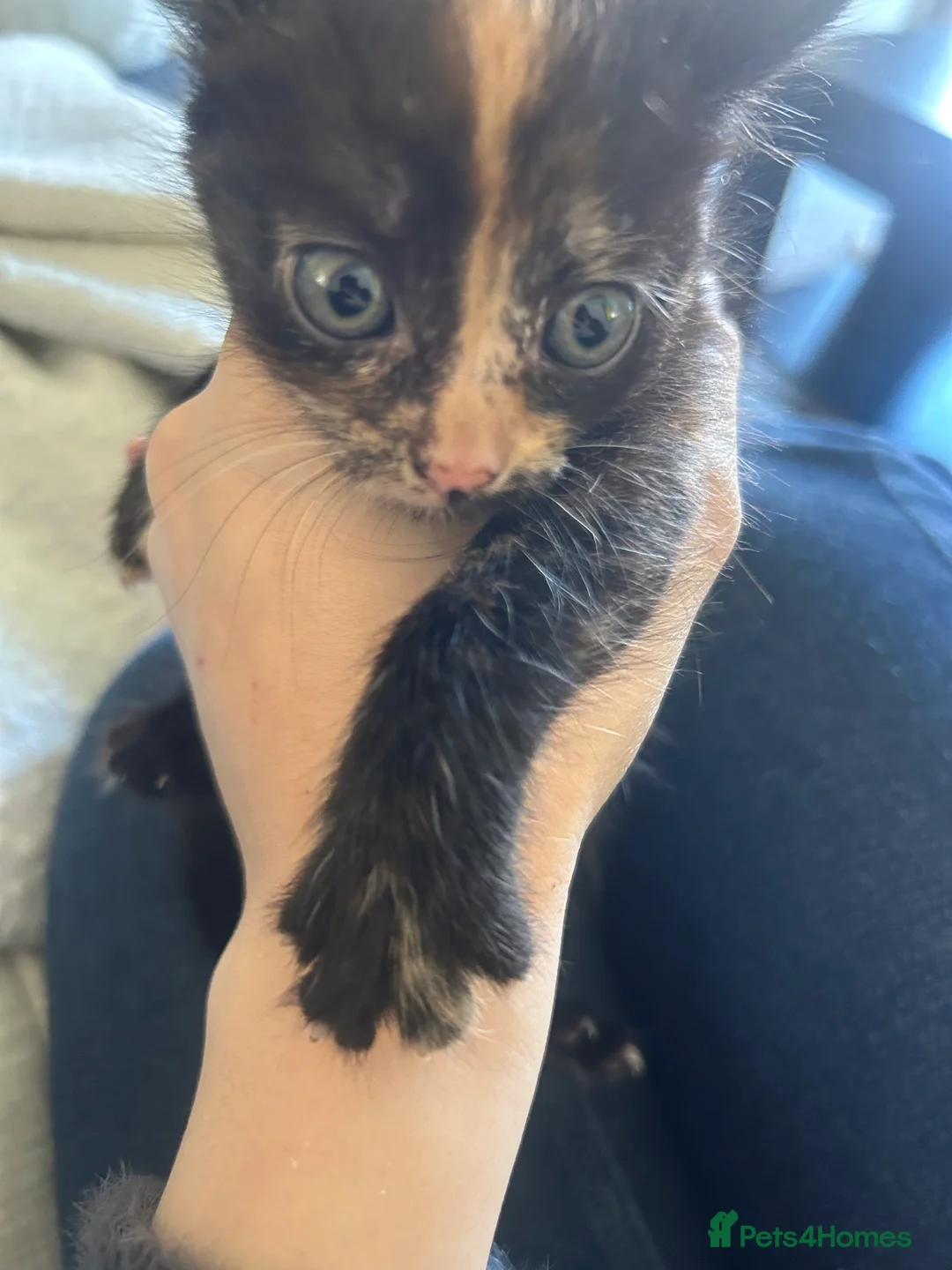 Mixed Breed cats for sale: Kittens - Advert 2