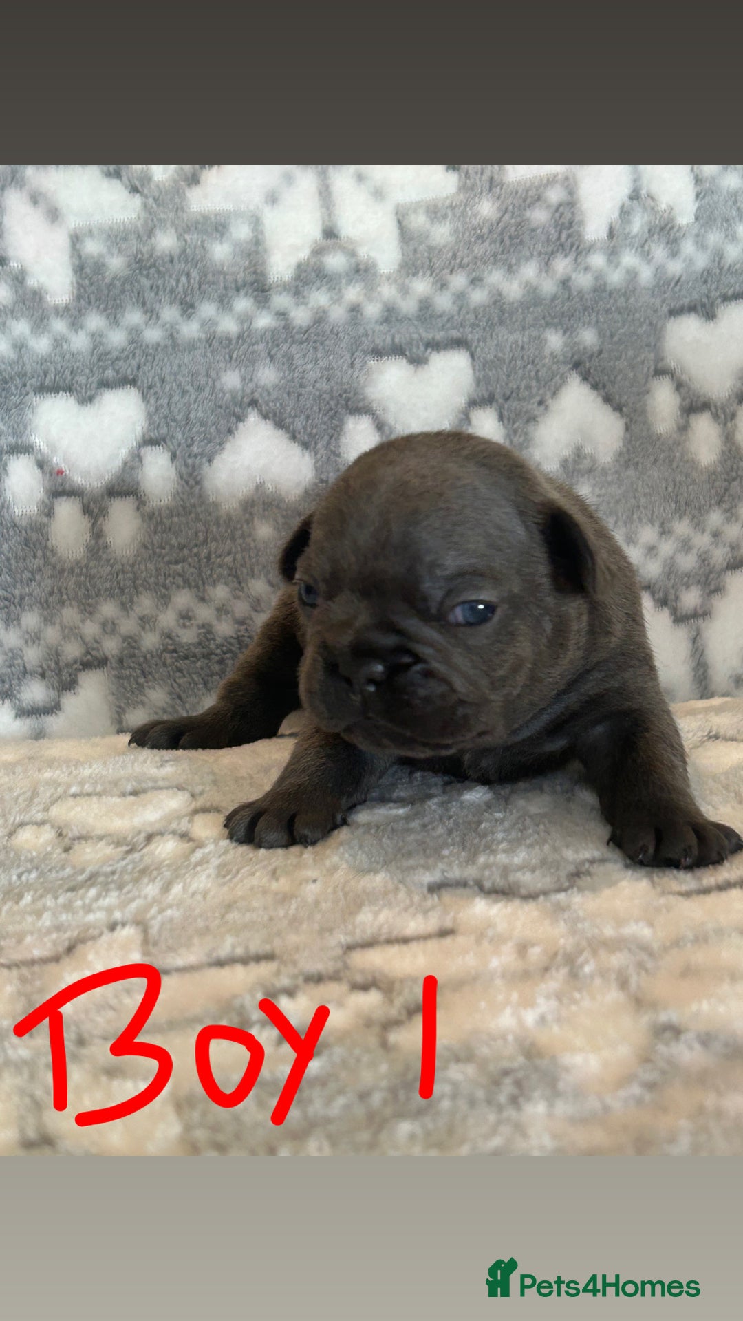 French Bulldog dogs for sale: gorgeous frenchie pups available 🥰 - Advert 2